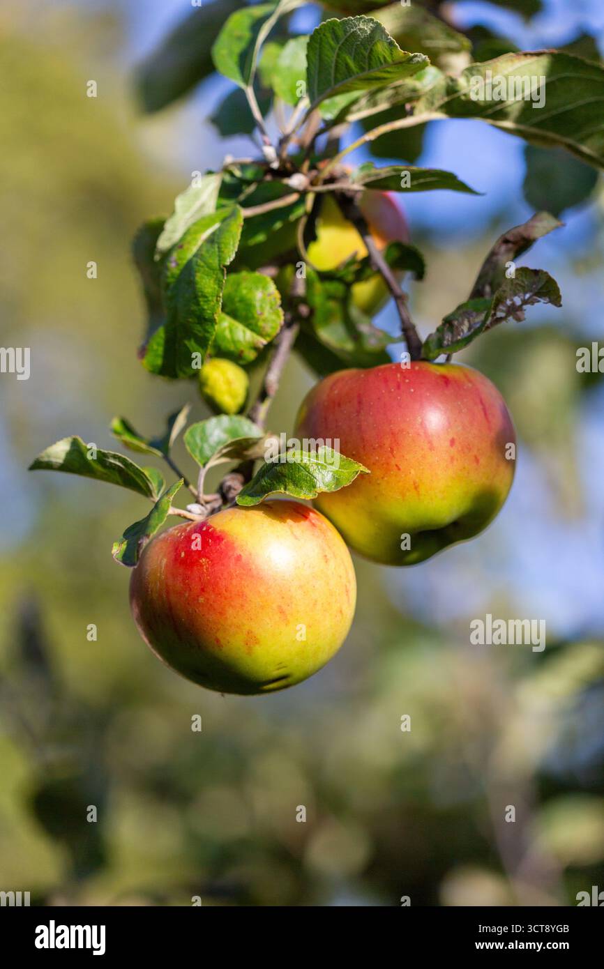 Des pommes rouges et vertes mûres pendent d'une branche dans un verger anglais traditionnel, rayonnant sous le soleil chaud de l'automne. Banque D'Images