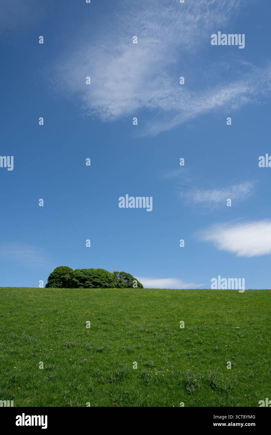 Tonneau d'arbres sur la colline verte roulante sous le ciel bleu avec des nuages tortueux Banque D'Images