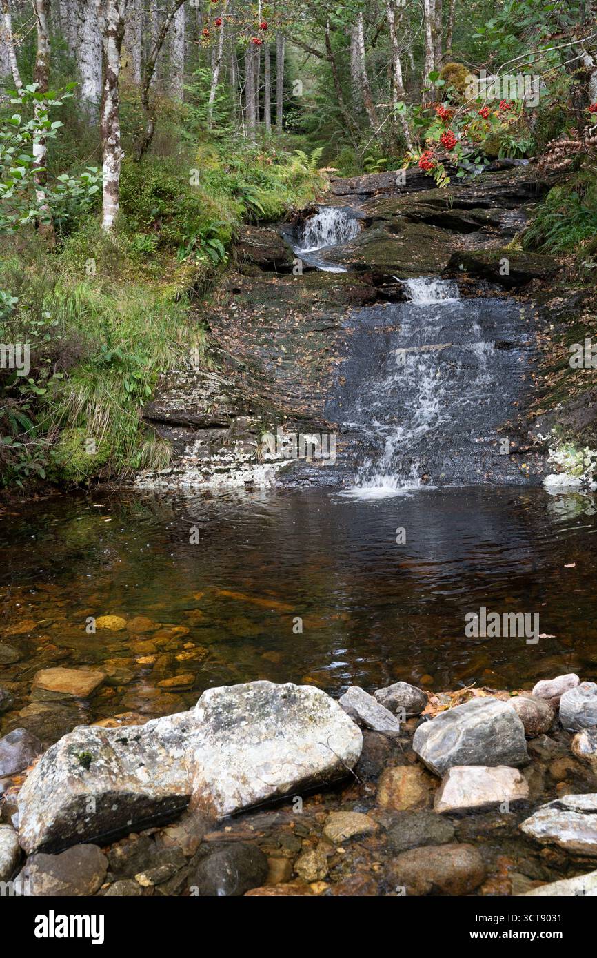 Un ruisseau boisé cascades sur les rochers à travers la forêt écossaise aux couleurs d'automne Banque D'Images