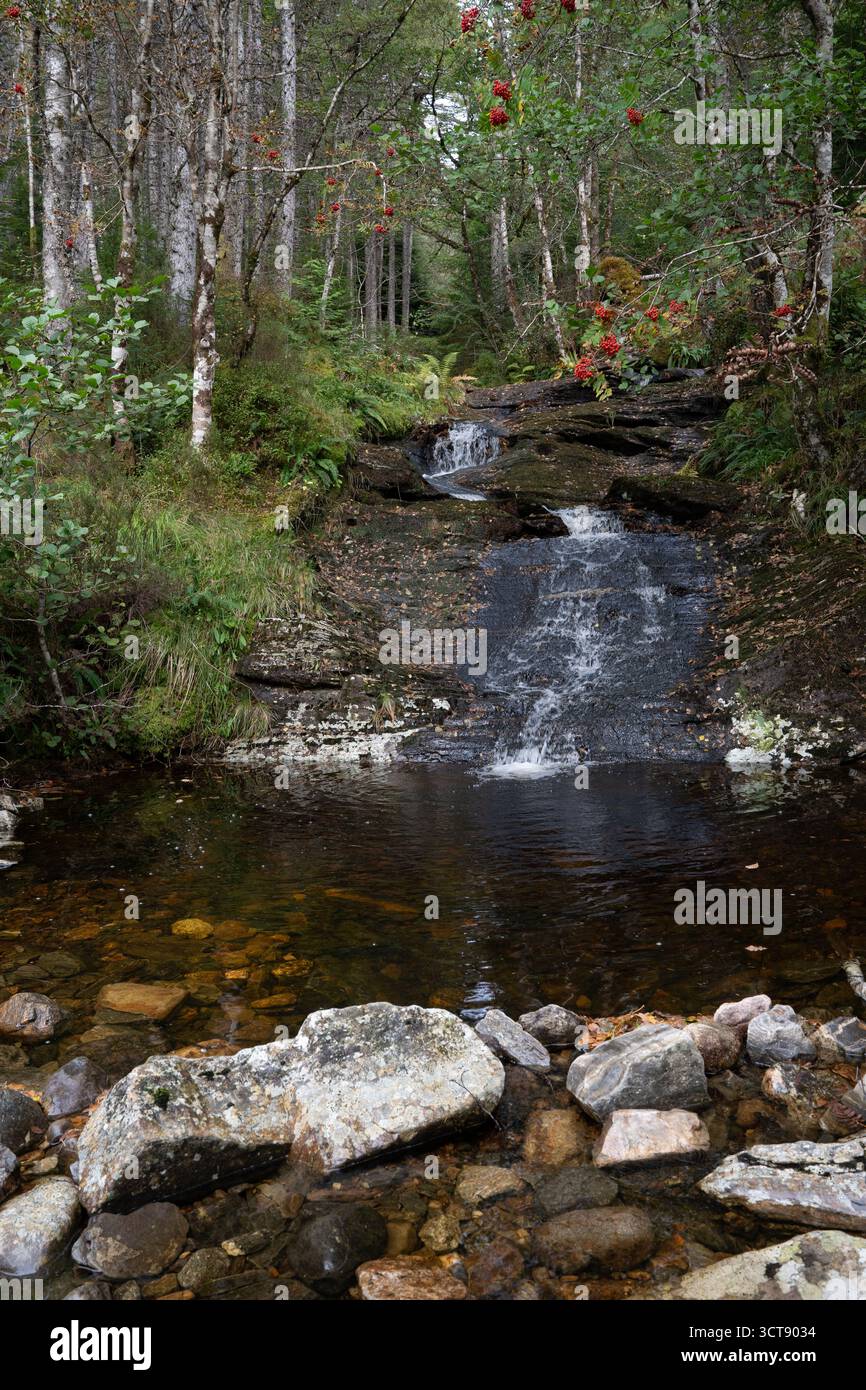 Ruisseau de montagne en cascade à travers la forêt écossaise avec des baies de rowan d'automne et des bouleaux Banque D'Images