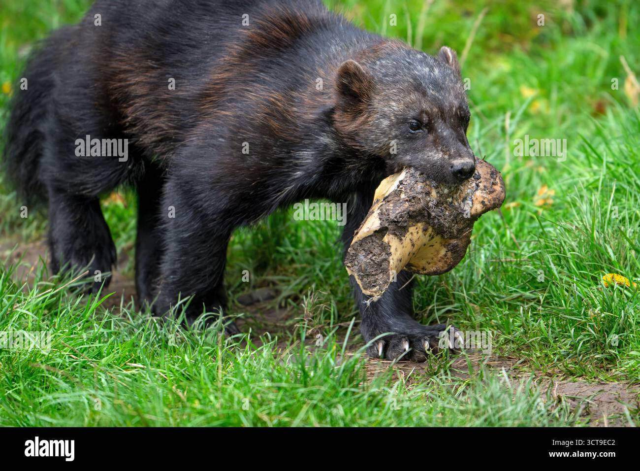 Ramasser le carcajou / glutton / carcajou (Gulo gulo) s'éloignant avec un énorme os animal, originaire de Scandinavie, Russie, Sibérie, Canada et Alaska Banque D'Images