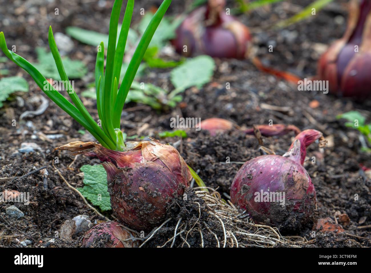 Oignons bulbes / oignons communs (Allium cepa) dans le potager en automne / automne Banque D'Images