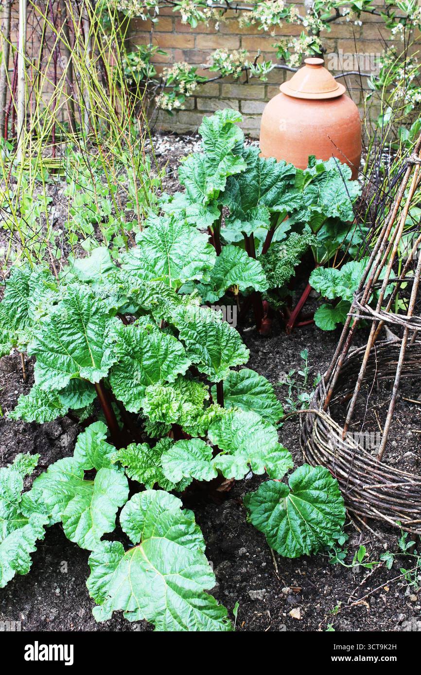 Un patch de rhubarbe avec un pot de forçage en argile Banque D'Images
