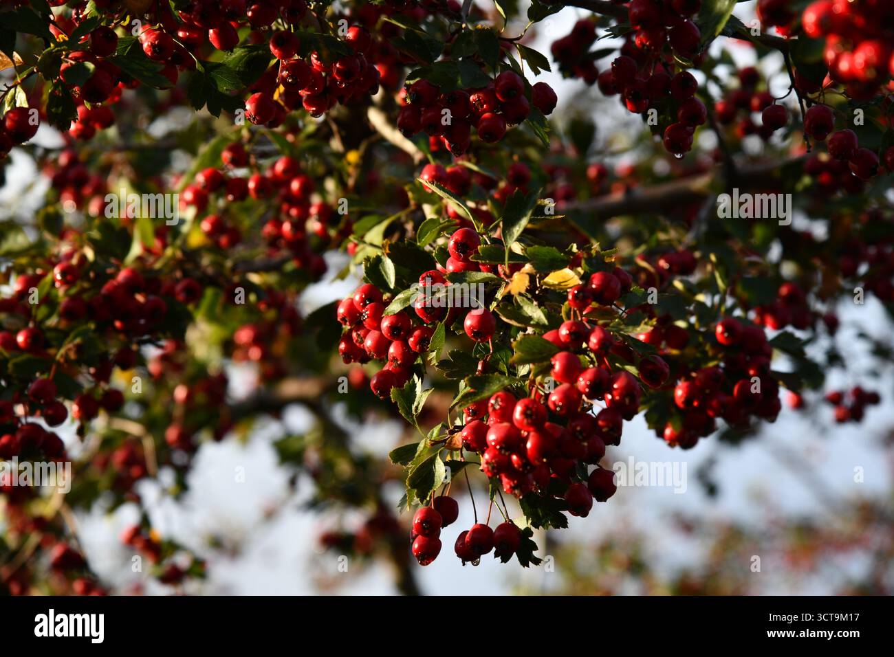 Baies d'aubépine rouge (Crataegus) et feuilles vertes dans une haie Banque D'Images