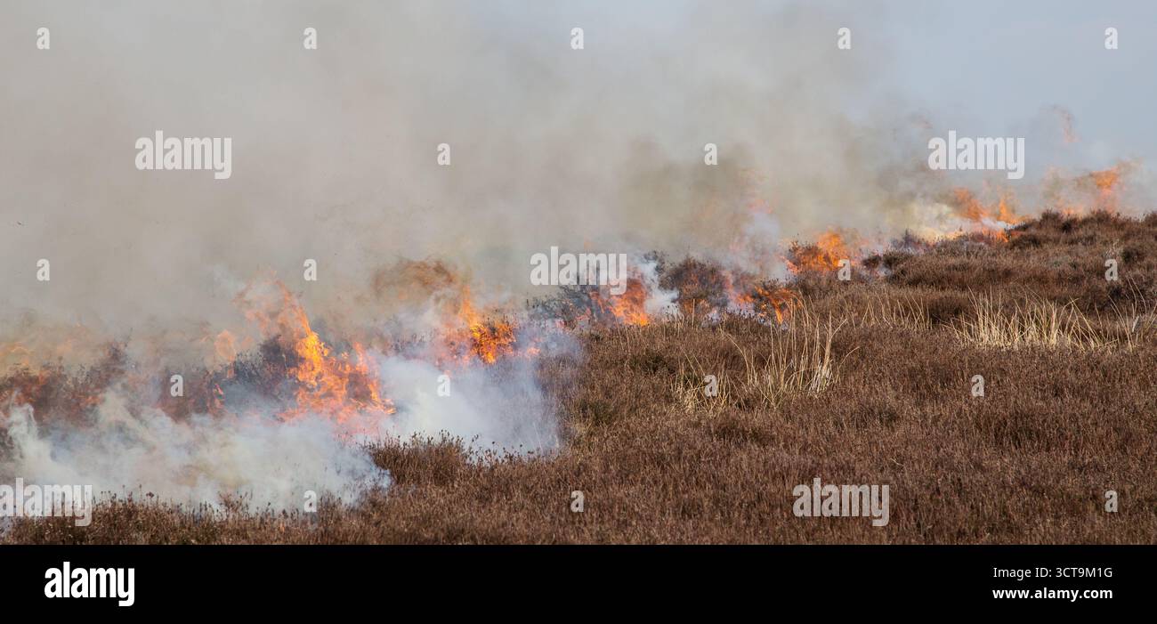Heather brûle sur les North York Moors, importante gestion des landes de Grouse. De nouvelles pousses se développeront à partir de la bruyère brûlée et fourniront de la nourriture aux jeunes oiseaux Banque D'Images