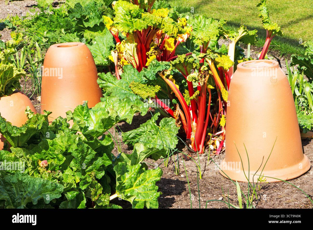 Un patch de rhubarbe avec de l'argile forçant des pots Banque D'Images