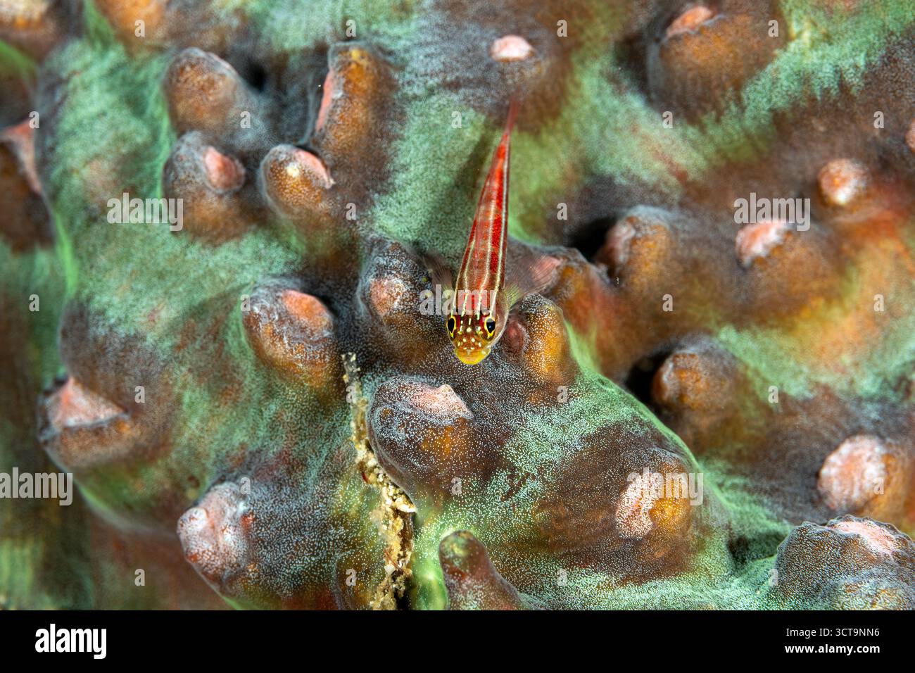 Triplèbe rayé, Helcogramma striata, sur un corail dur, Raja Ampat Indonesia. Banque D'Images