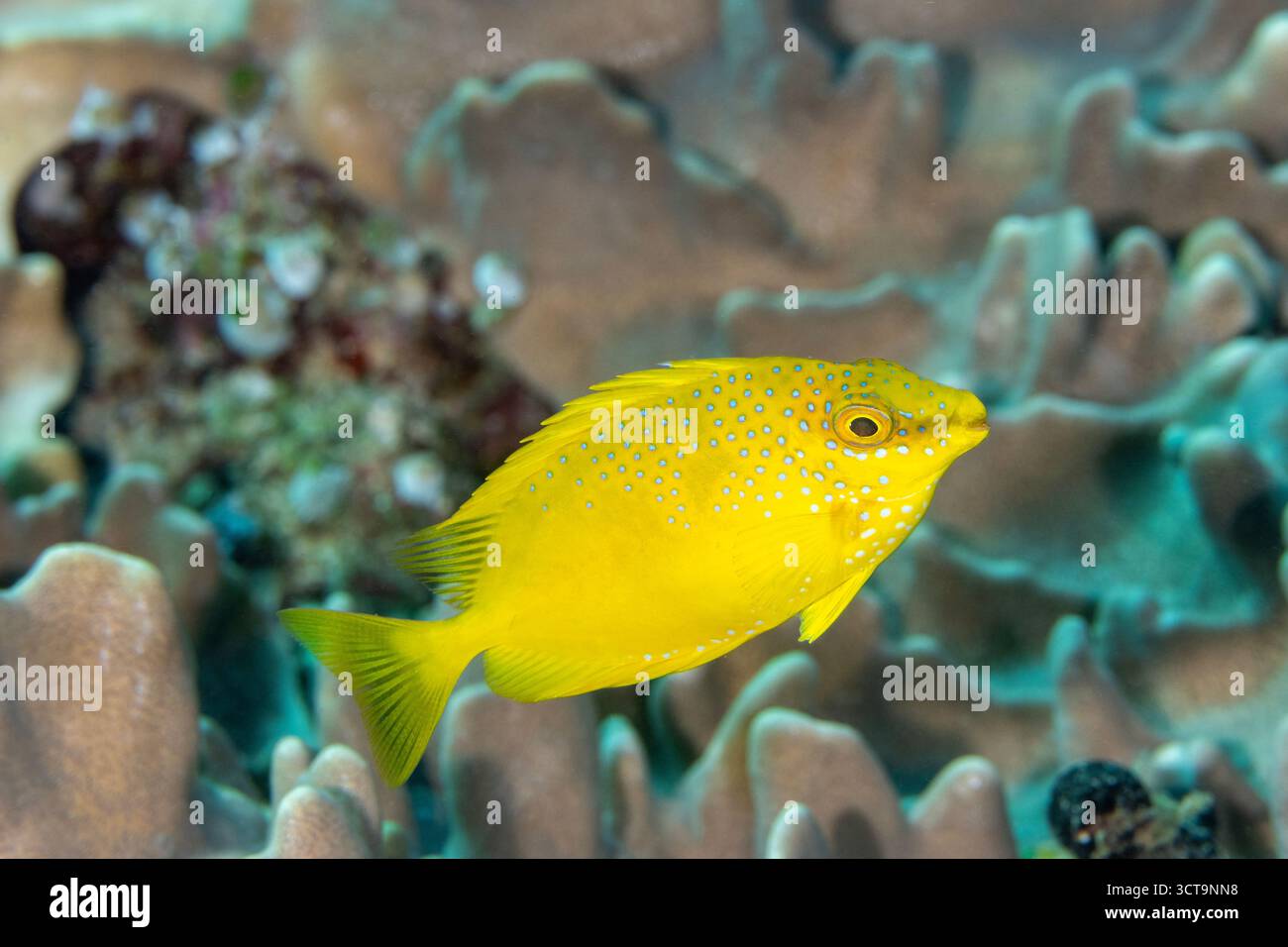 Juvénile lapin de Java, Siganus javvus, Raja Ampat Indonesia. Banque D'Images