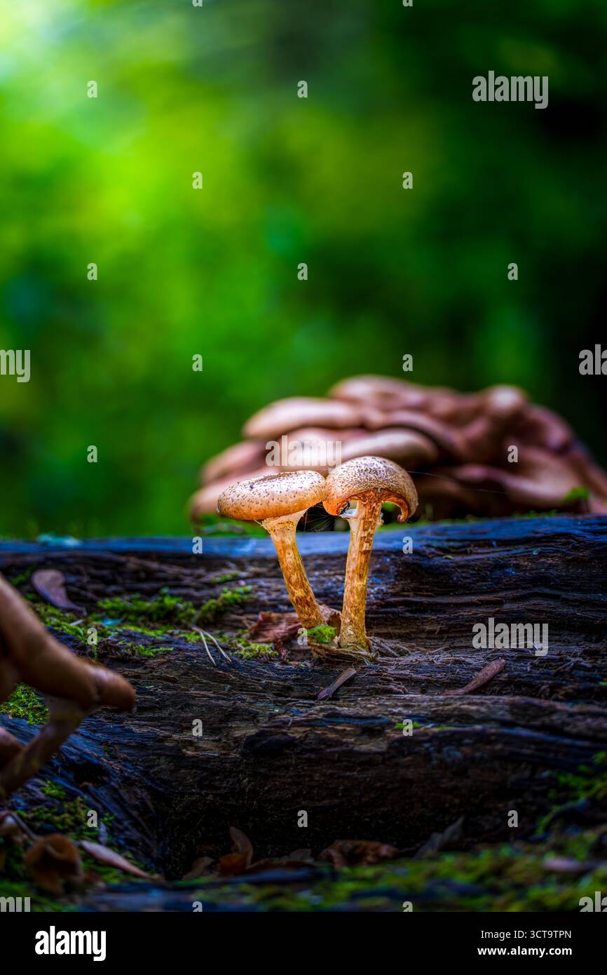 Gros plan de champignons sauvages poussant sur Mossy Log dans une forêt verte luxuriante Banque D'Images