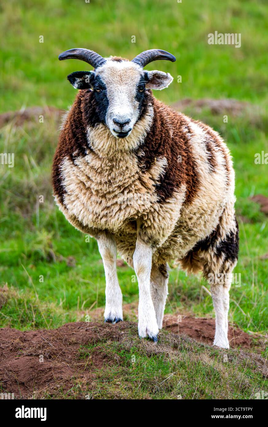 Gros plan d'un mouton Jacob avec des cornes distinctives et de la laine multicolore debout sur un pâturage vert, portrait traditionnel d'animal de ferme britannique Banque D'Images