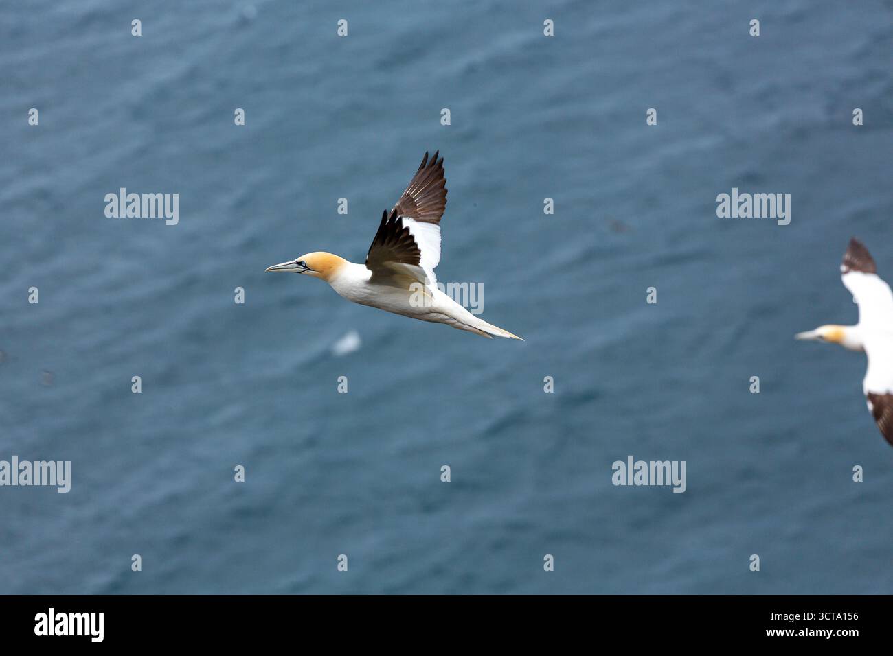 Deux gannets volent au-dessus de l'océan, probablement à la recherche de nourriture. Banque D'Images