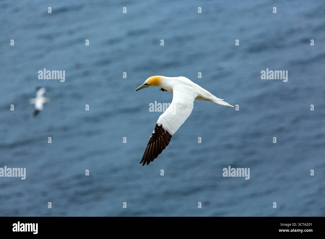 Un Gannet nordique s'élève au-dessus de l'océan, son corps blanc et ses ailes à pointe brune contrastant avec l'eau bleue. Banque D'Images