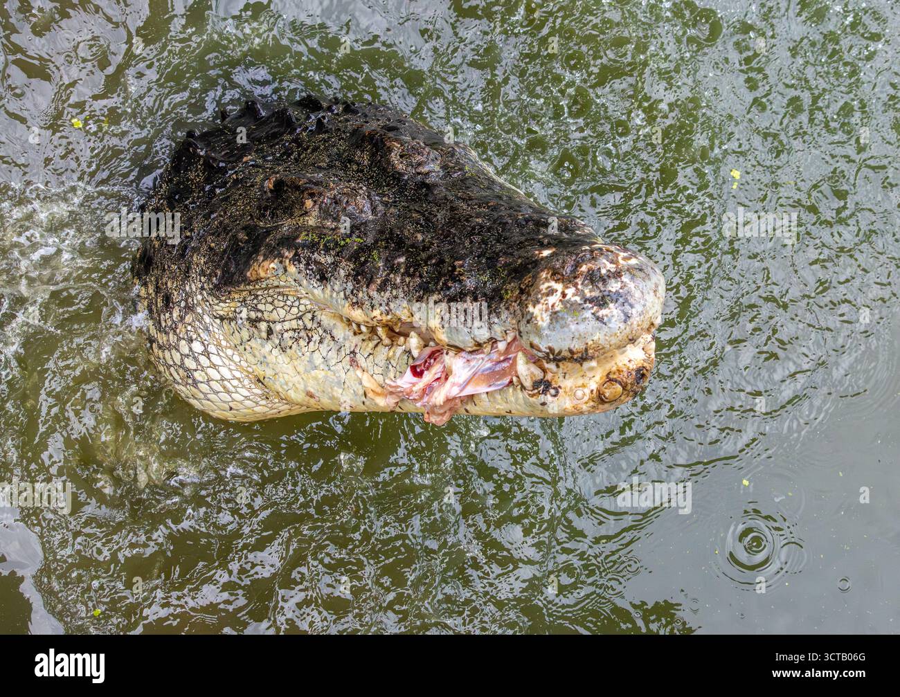 Crocodile jette un coup d'œil hors de l'eau avec un morceau de viande dans sa bouche Banque D'Images