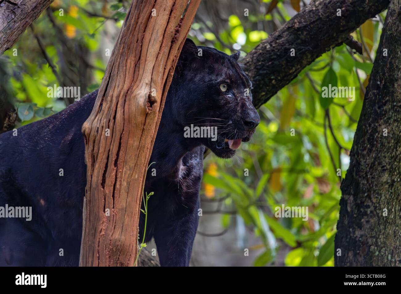 Forêt tropicale debout de léopard noir indochinois (Panthera pardus delacouri) Banque D'Images