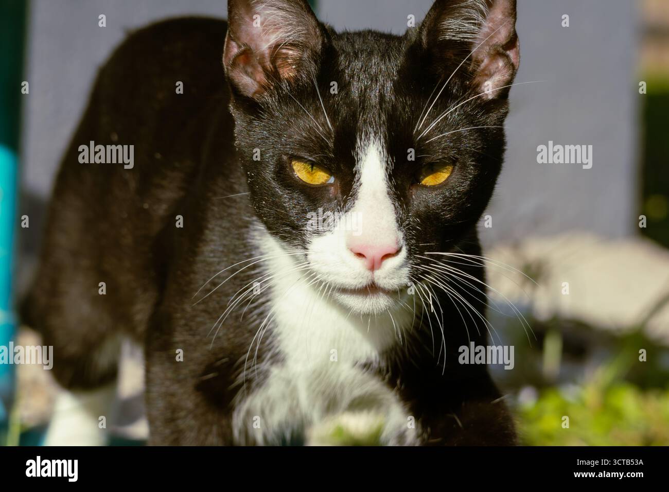 Un chaton tuxedo féroce aux cheveux courts Banque D'Images