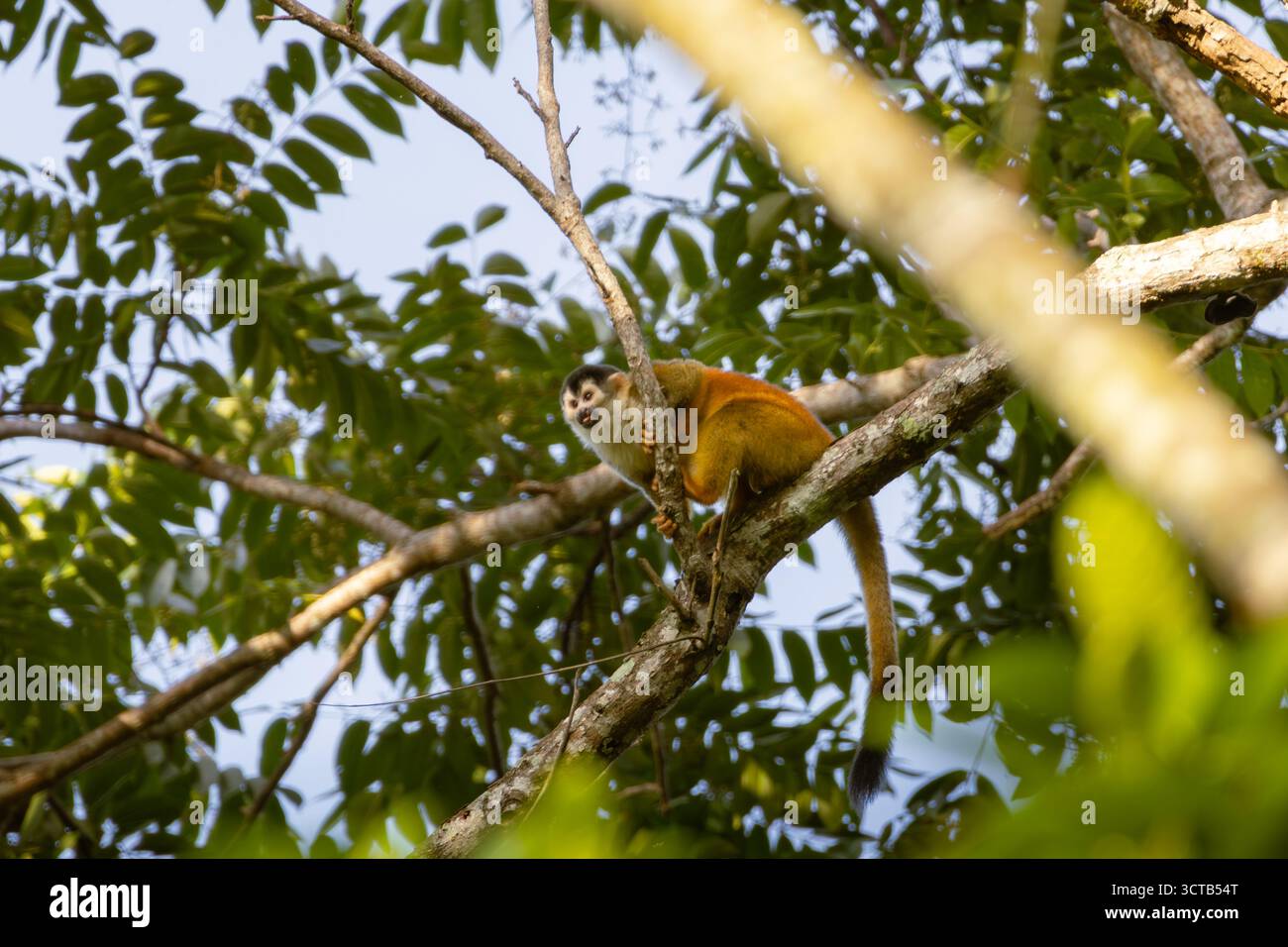 Un singe écureuil d'Amérique centrale, ou mono titi, s'accroche à une branche alors qu'il cherche des fruits pour se nourrir. Banque D'Images
