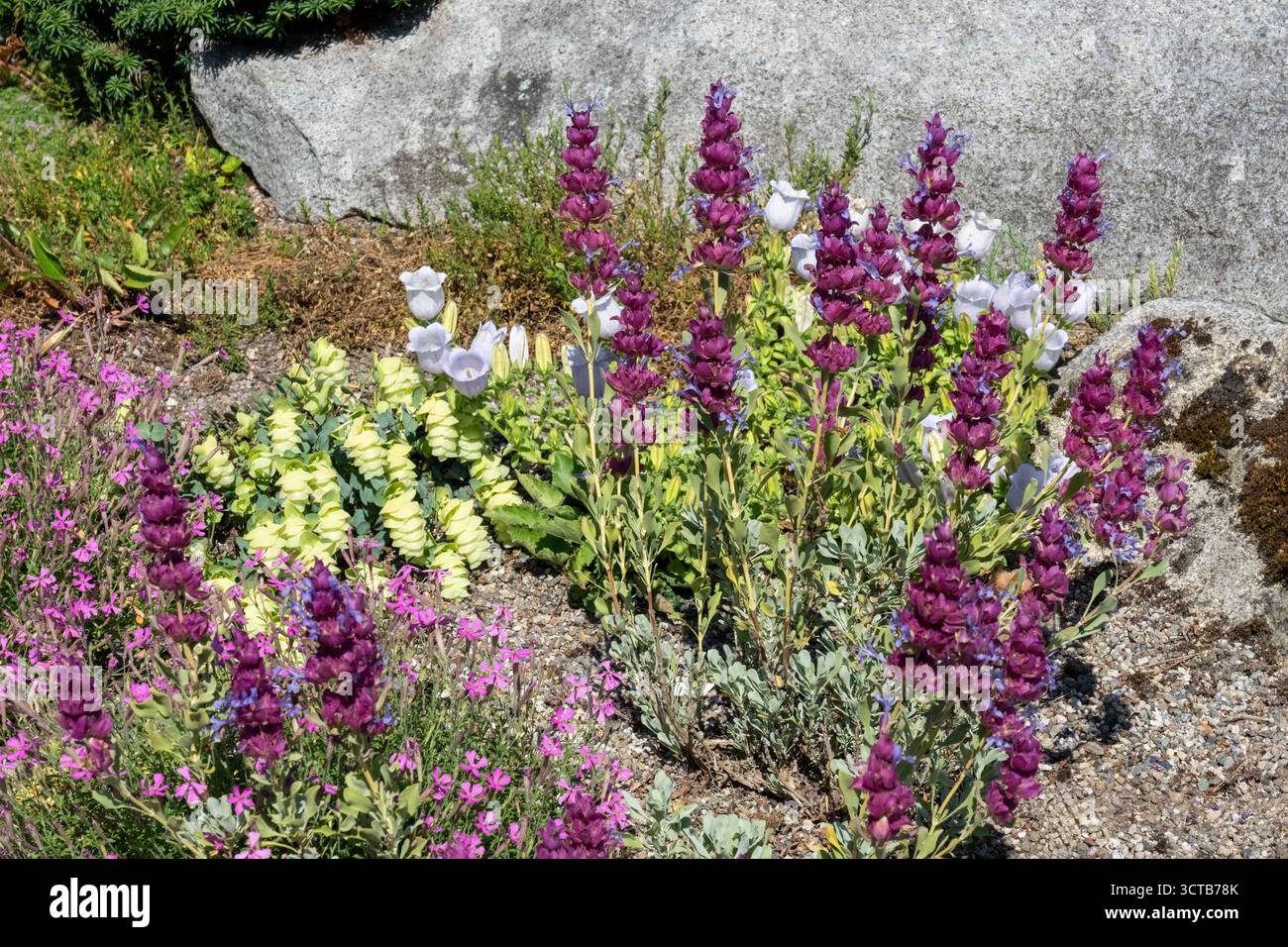 Bellevue, Washington, États-Unis. Jardin de rocaille plein de fleurs, y compris l'origan ornemental, les cloches de Canterbury, le Campion caucasien et la sauge bleue. Banque D'Images