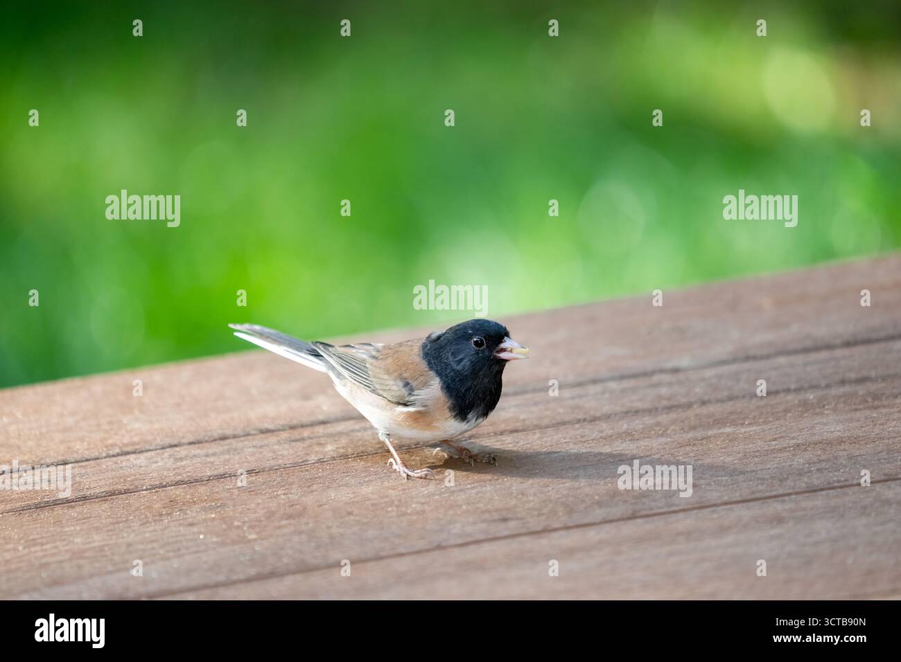Issaquah, Washington, États-Unis. Mâle Dark Eyed Junco mangeant des graines pour oiseaux et des arachides sur un pont Banque D'Images