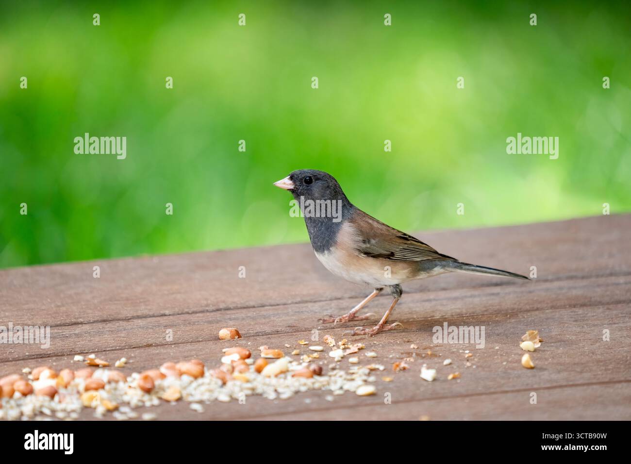 Issaquah, Washington, États-Unis. Femelle Dark Eyed Junco mangeant des graines d'oiseaux et des arachides sur un pont Banque D'Images