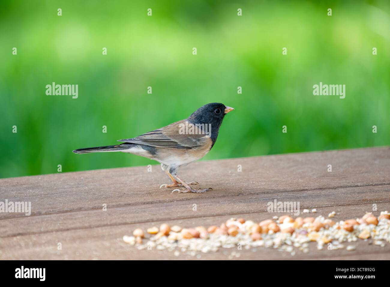 Issaquah, Washington, États-Unis. Femelle Dark Eyed Junco mangeant des graines d'oiseaux et des arachides sur un pont Banque D'Images