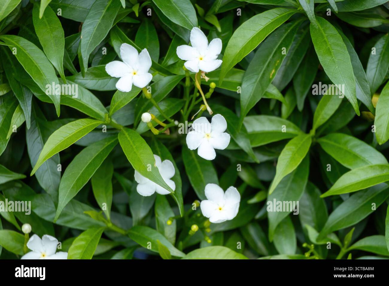 Gros plan de fleurs parfumées de jasmin de Crape (Tabernaemontana divaricata) avec un feuillage vert brillant. Également connu sous le nom de Pinwheel Flower, Ceylon Jasmine, and Banque D'Images