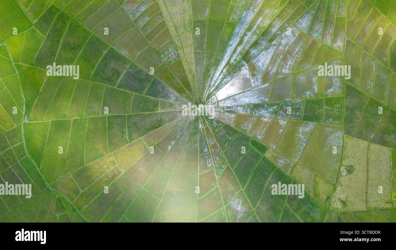 Vue aérienne des rizières uniques en toile d'araignée avec des rizières vertes vives entourées de maisons rurales et de collines luxuriantes. Banque D'Images