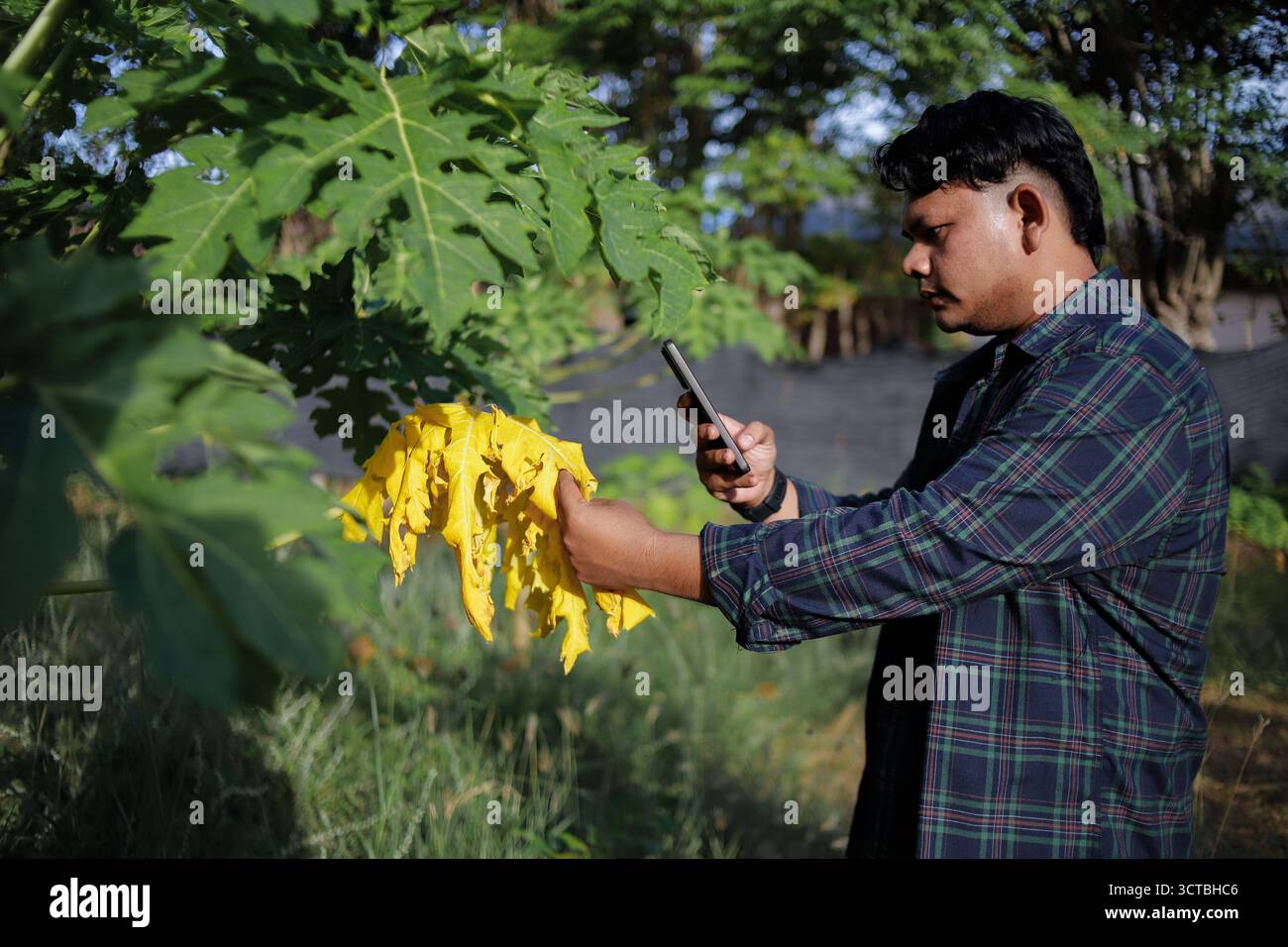 Agriculteur inspectant les feuilles de papaye jaune à l'aide d'un smartphone pour la surveillance phytosanitaire Banque D'Images