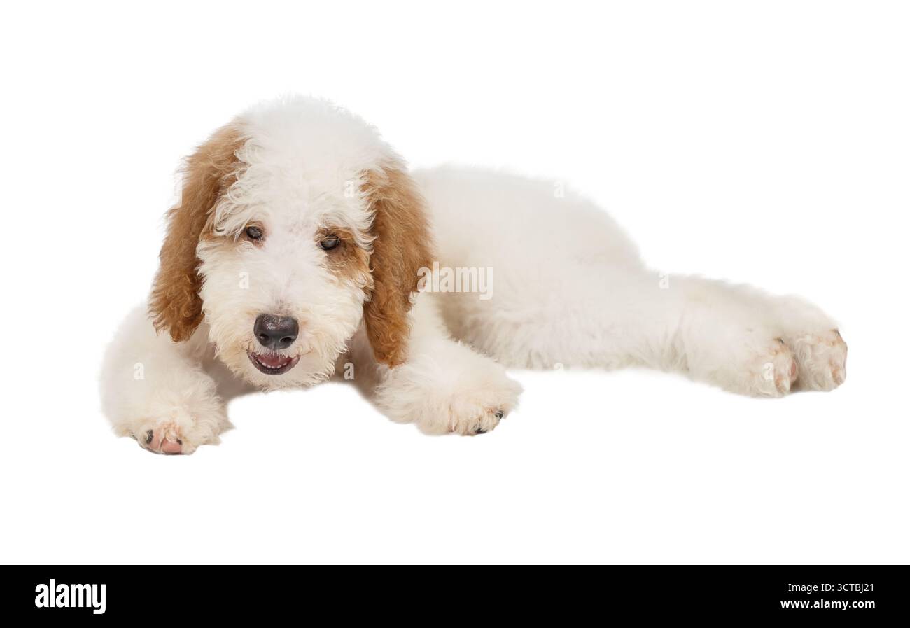 Caniche standard chiot rouge et blanc couché isolé sur fond blanc Banque D'Images