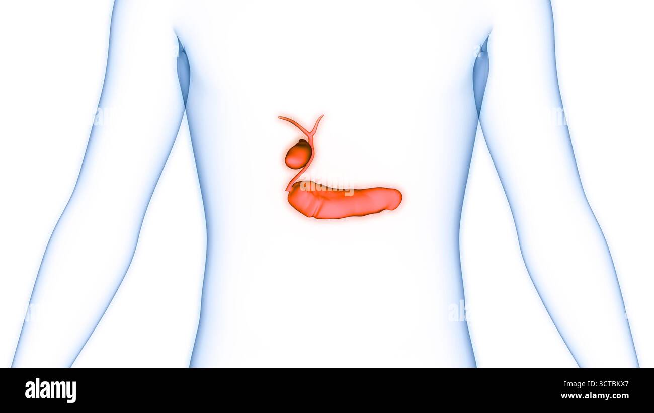 Organes internes humains pancréas avec vésicule biliaire Anatomie Banque D'Images