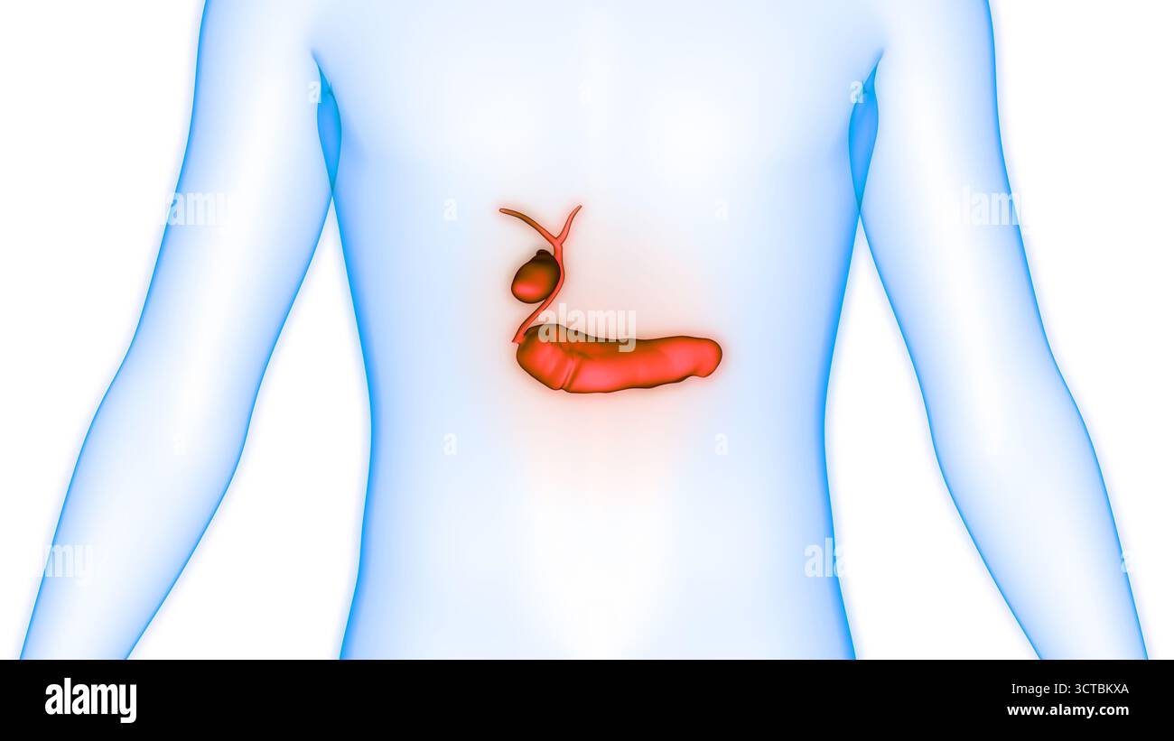 Organes internes humains pancréas avec vésicule biliaire Anatomie Banque D'Images