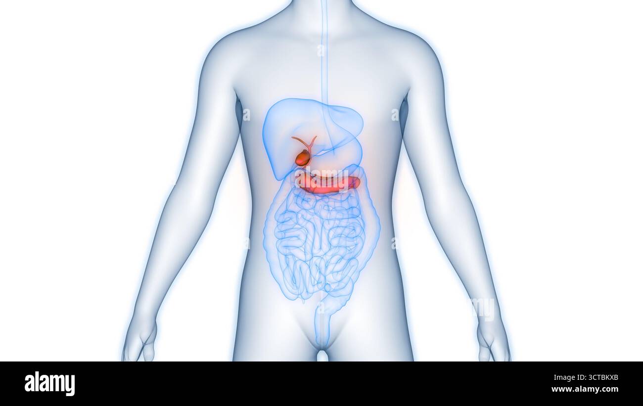 Organes internes humains pancréas avec vésicule biliaire Anatomie Banque D'Images