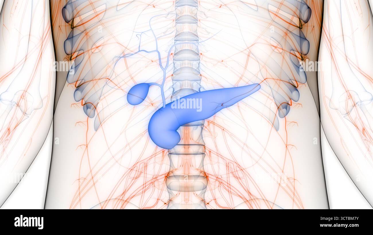 Organes internes humains pancréas avec vésicule biliaire Anatomie Banque D'Images