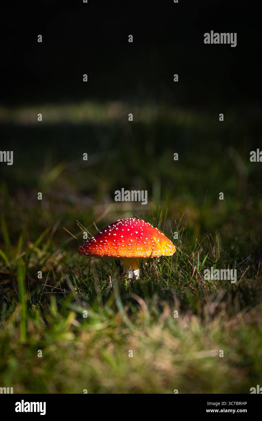 Mouchez agarique (Amanita muscaria) sur un pré d'automne dans l'Oberland bernois Banque D'Images
