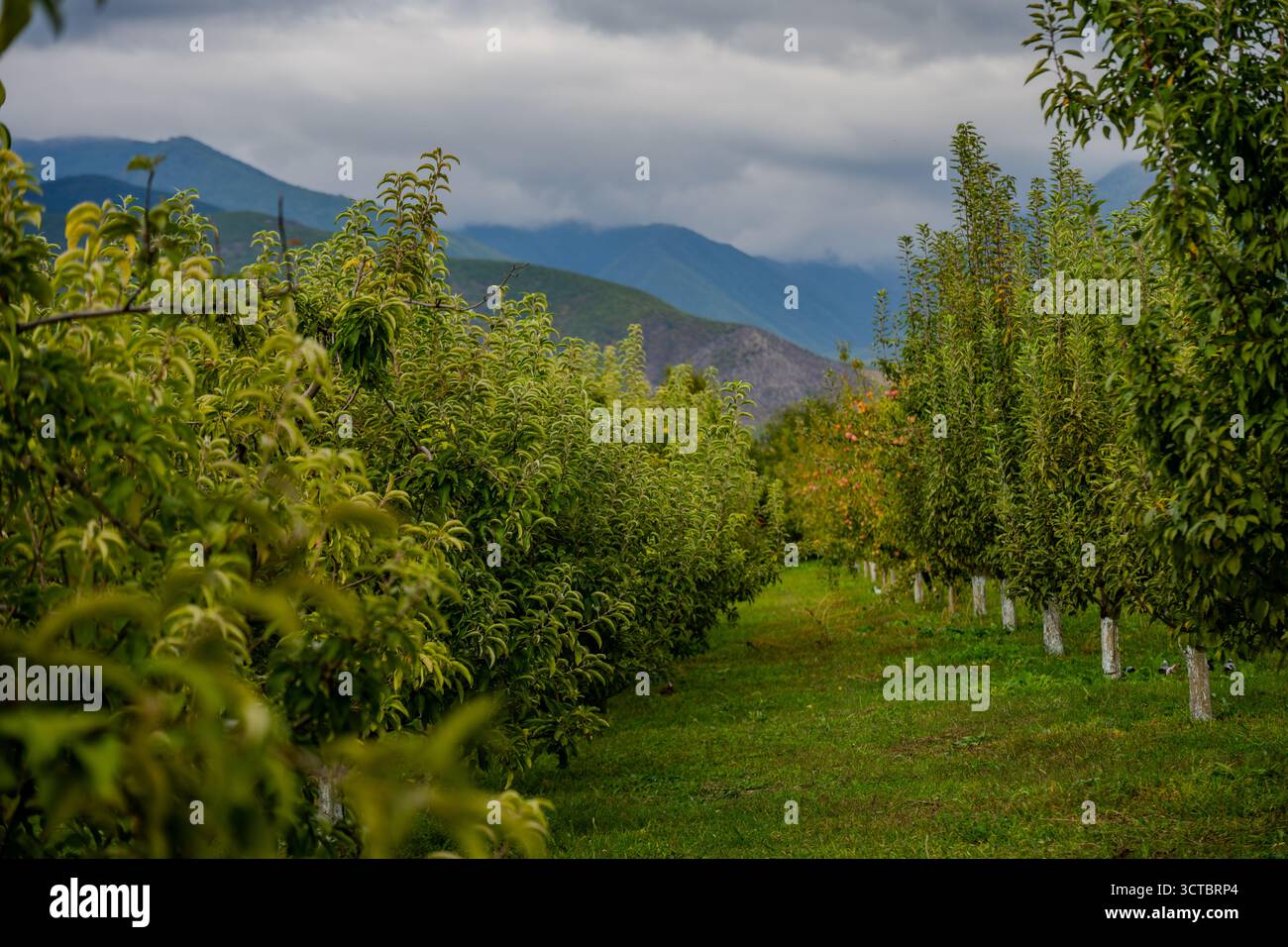 Des rangées de poiriers luxuriants poussent dans le Bio Garden du district de Shaki, en Azerbaïdjan, avec pour toile de fond les montagnes pittoresques du Caucase. Le vibrant g Banque D'Images