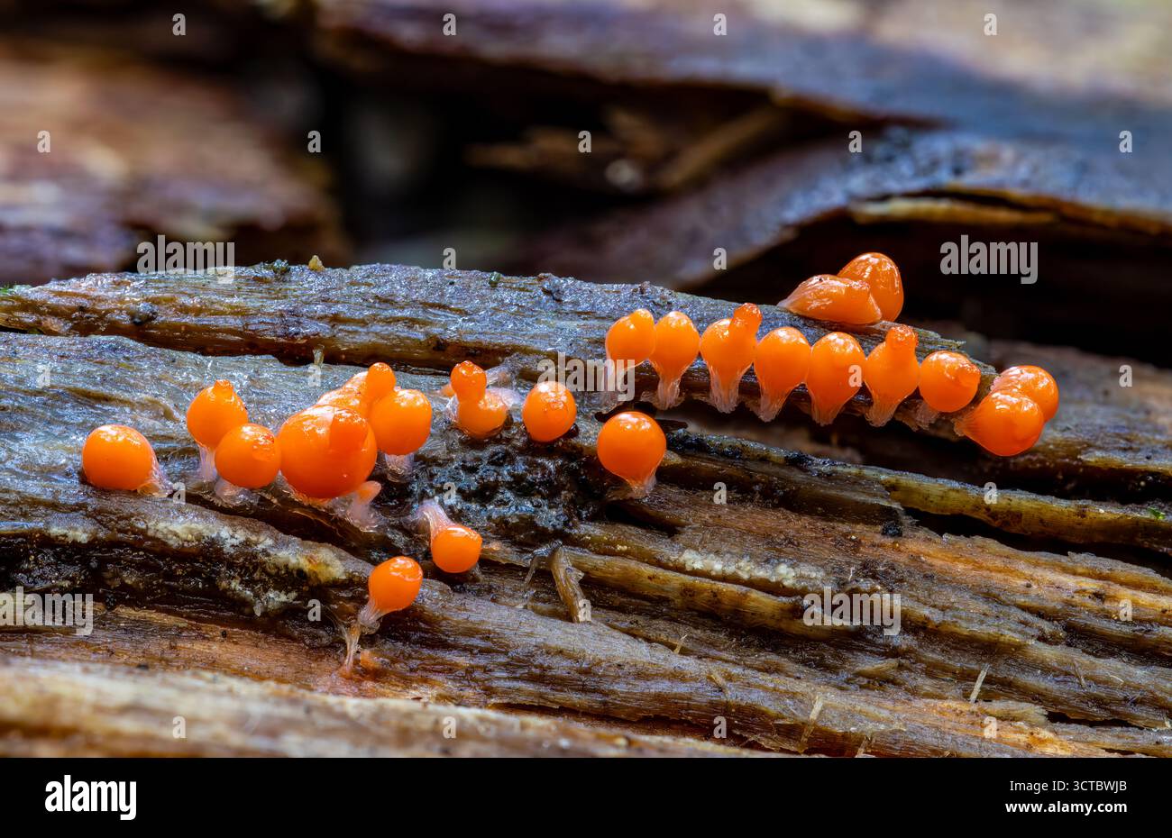 Salmon-oeufs slime vieux jeune sporange Banque D'Images