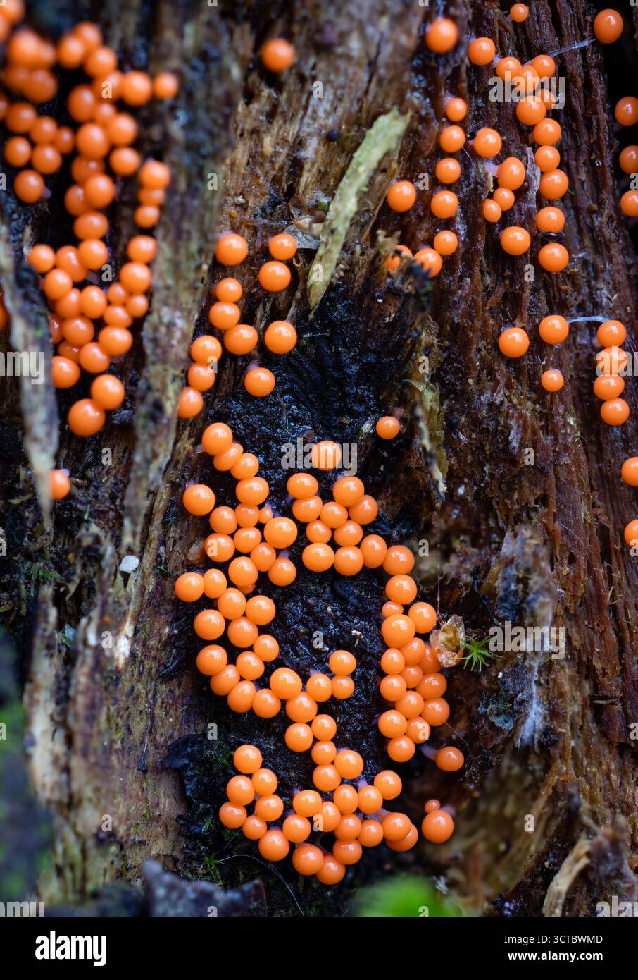 Salmon-oeufs slime vieux jeune sporange Banque D'Images