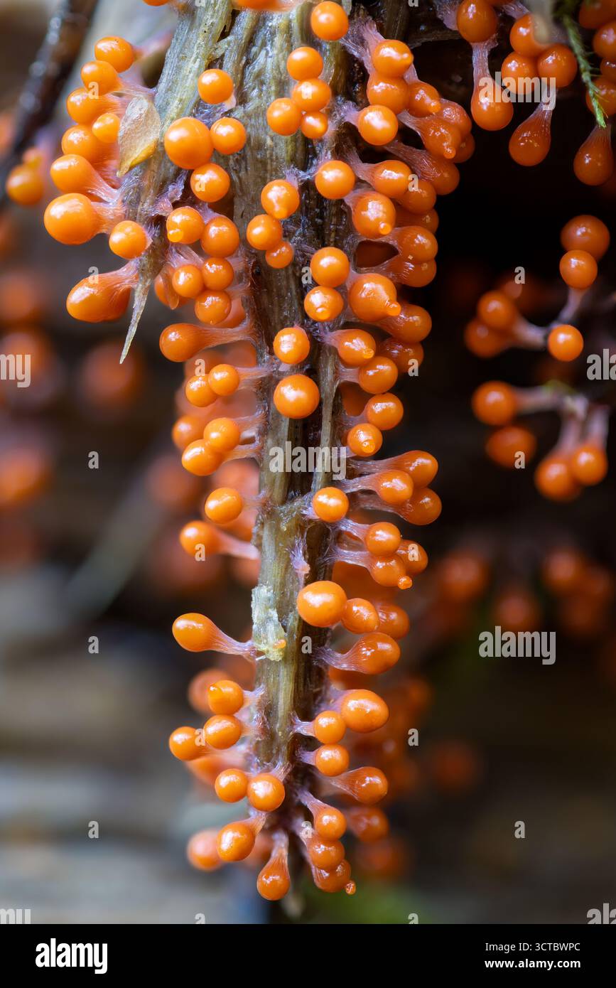 Salmon-oeufs slime vieux jeune sporange Banque D'Images