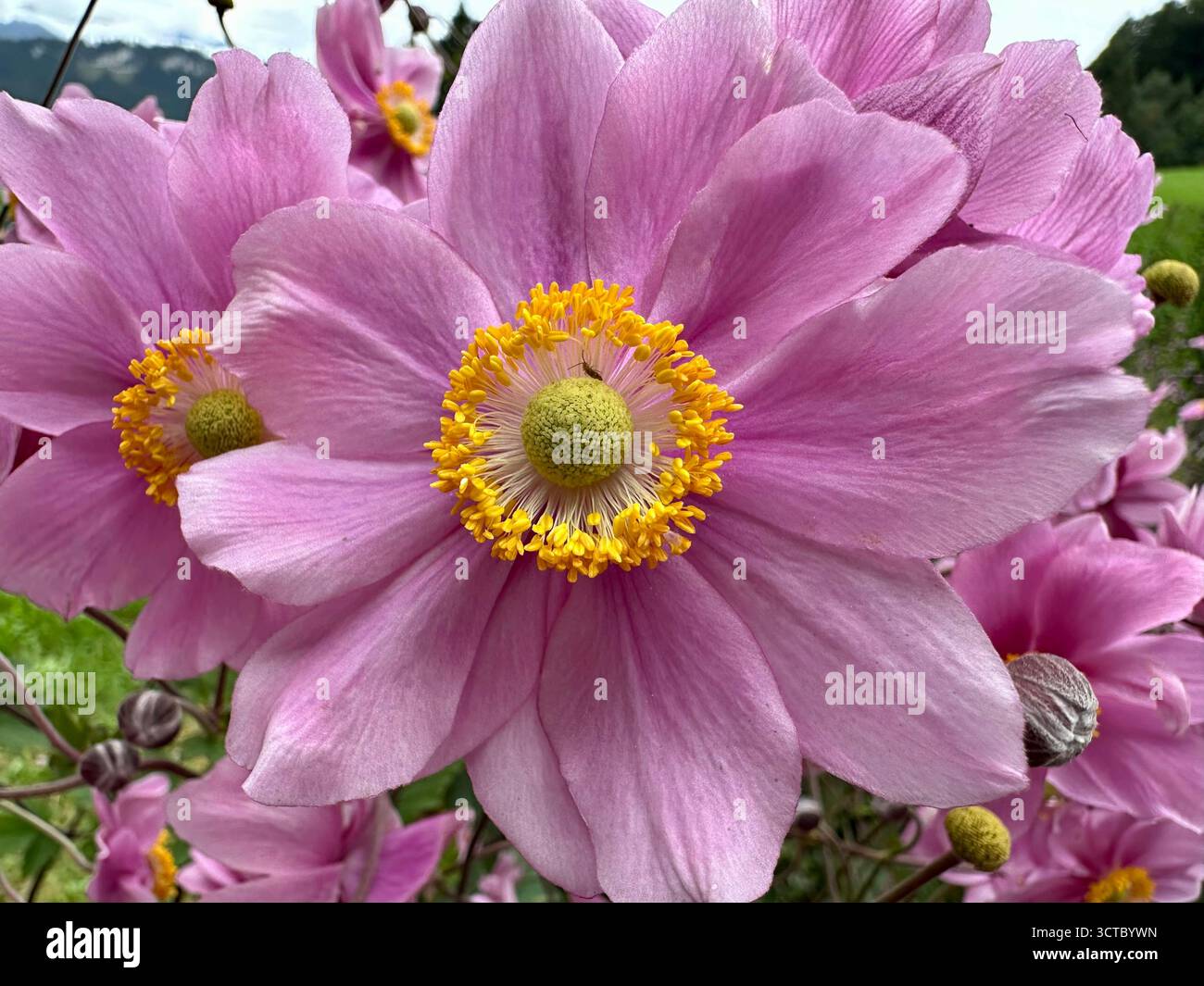 Fleurs de l'Anemone tomentosa à la fin de l'été - Image de stock capturée avec un smartphone