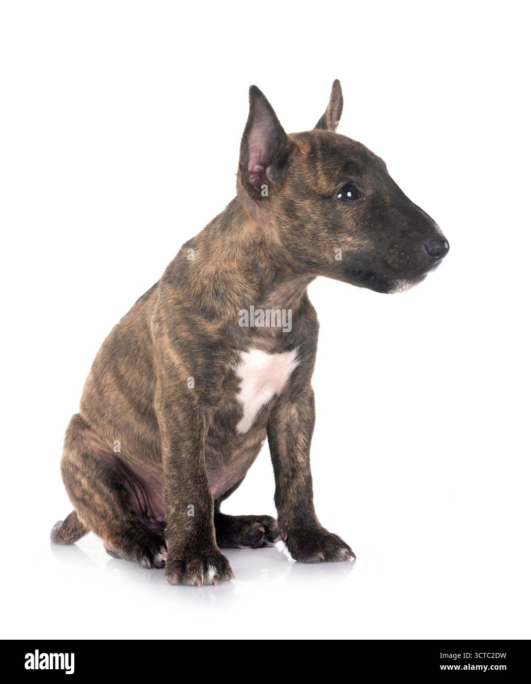Bull Terrier miniature in front of white background Banque D'Images