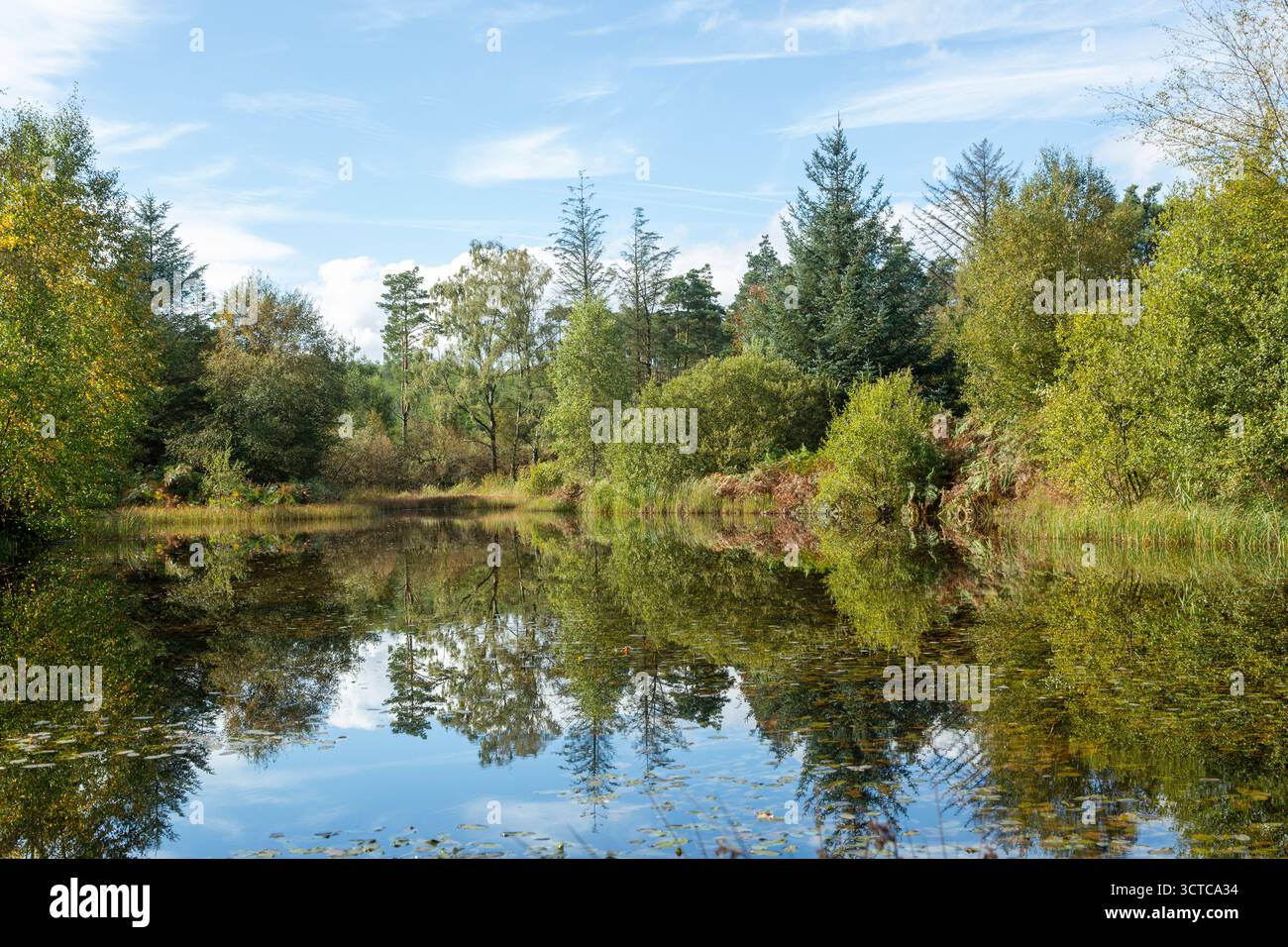 Petit tarn entouré d'arbres sur les fesses au-dessus de Cartmel, Cumbria, Angleterre Banque D'Images