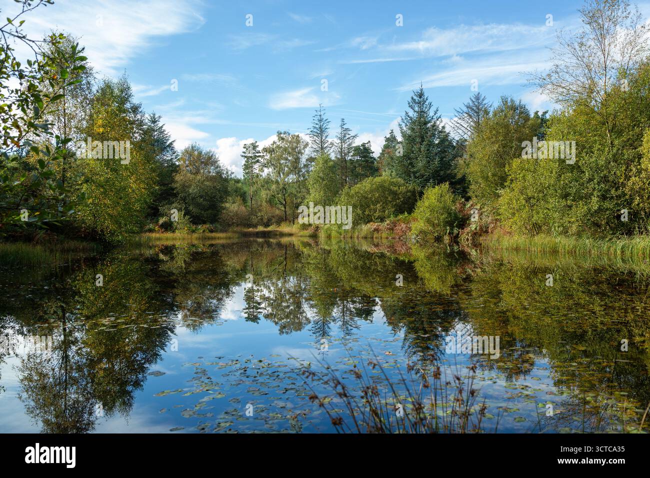 Petit tarn entouré d'arbres sur les fesses au-dessus de Cartmel, Cumbria, Angleterre Banque D'Images