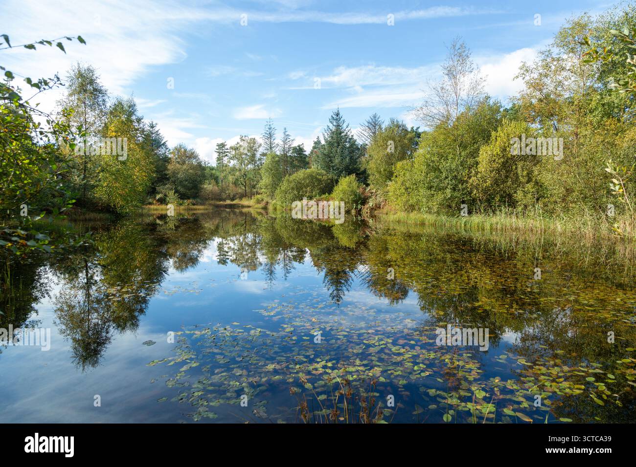 Petit tarn entouré d'arbres sur les fesses au-dessus de Cartmel, Cumbria, Angleterre Banque D'Images