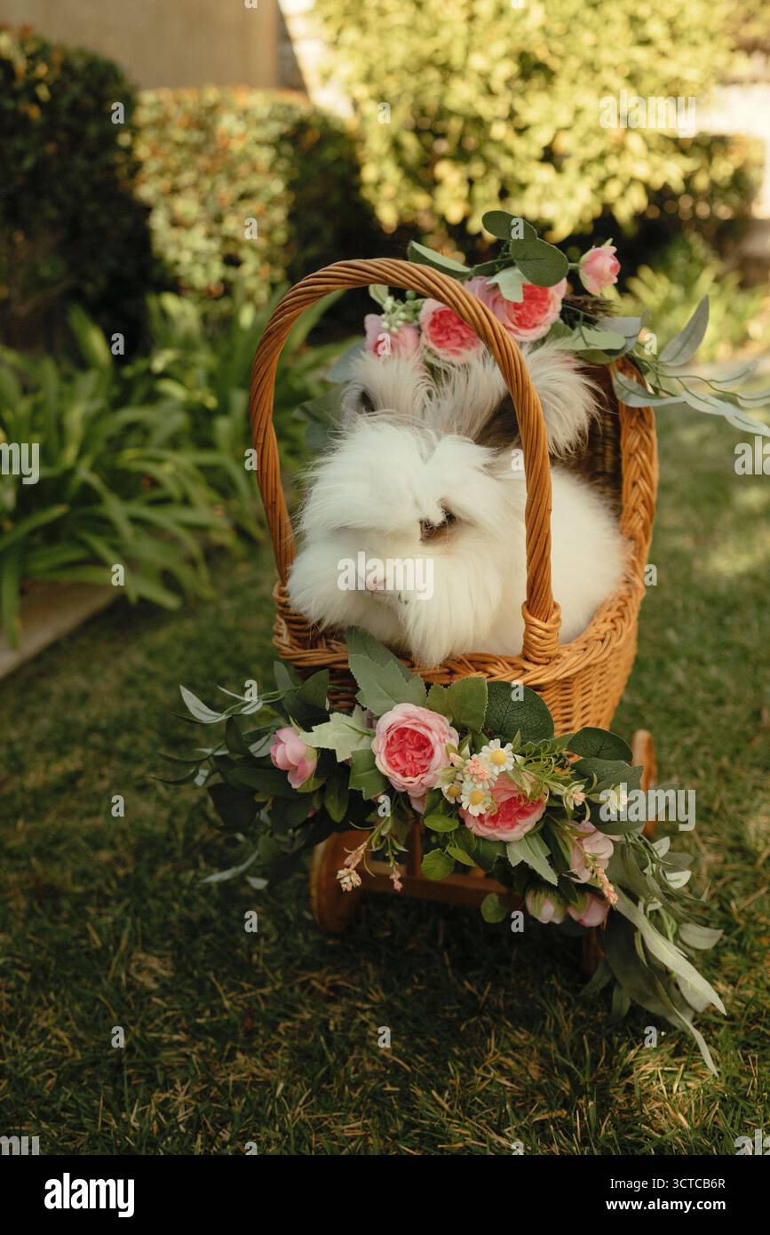 Lapin moelleux assis dans un panier floral un jour ensoleillé de printemps. Banque D'Images Lapin moelleux assis dans un panier floral un jour ensoleillé de printemps. Banque D'Images