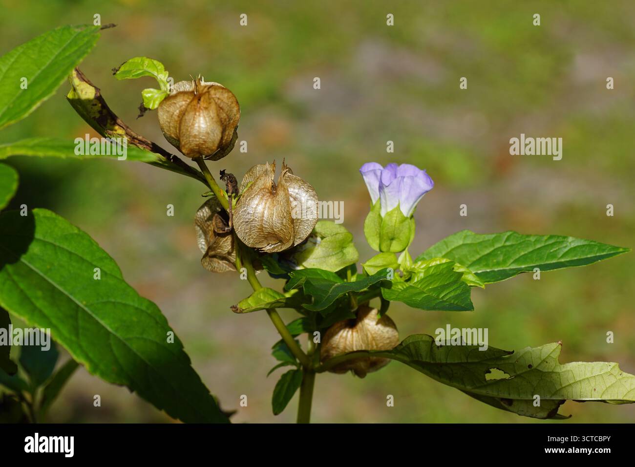 Fruit et fleur de Nicandra physalodes, pomme-du-Pérou, plante de shoo-fly. Le calice de fructification est profondément lobé. Automne, octobre, pays-Bas Banque D'Images