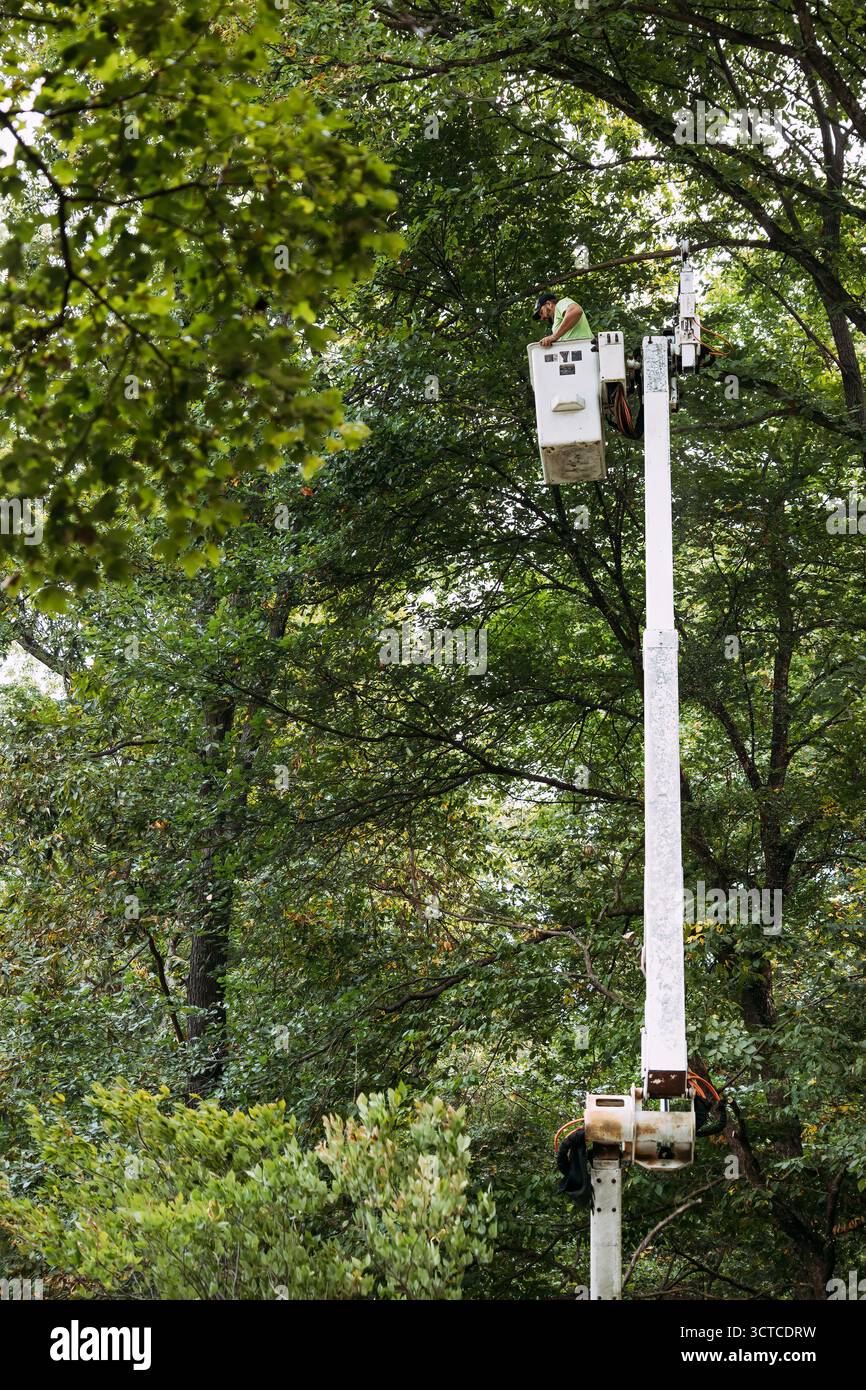 Arboriste taillant des arbres à partir d'un camion à godets cueilleurs de cerisiers Banque D'Images