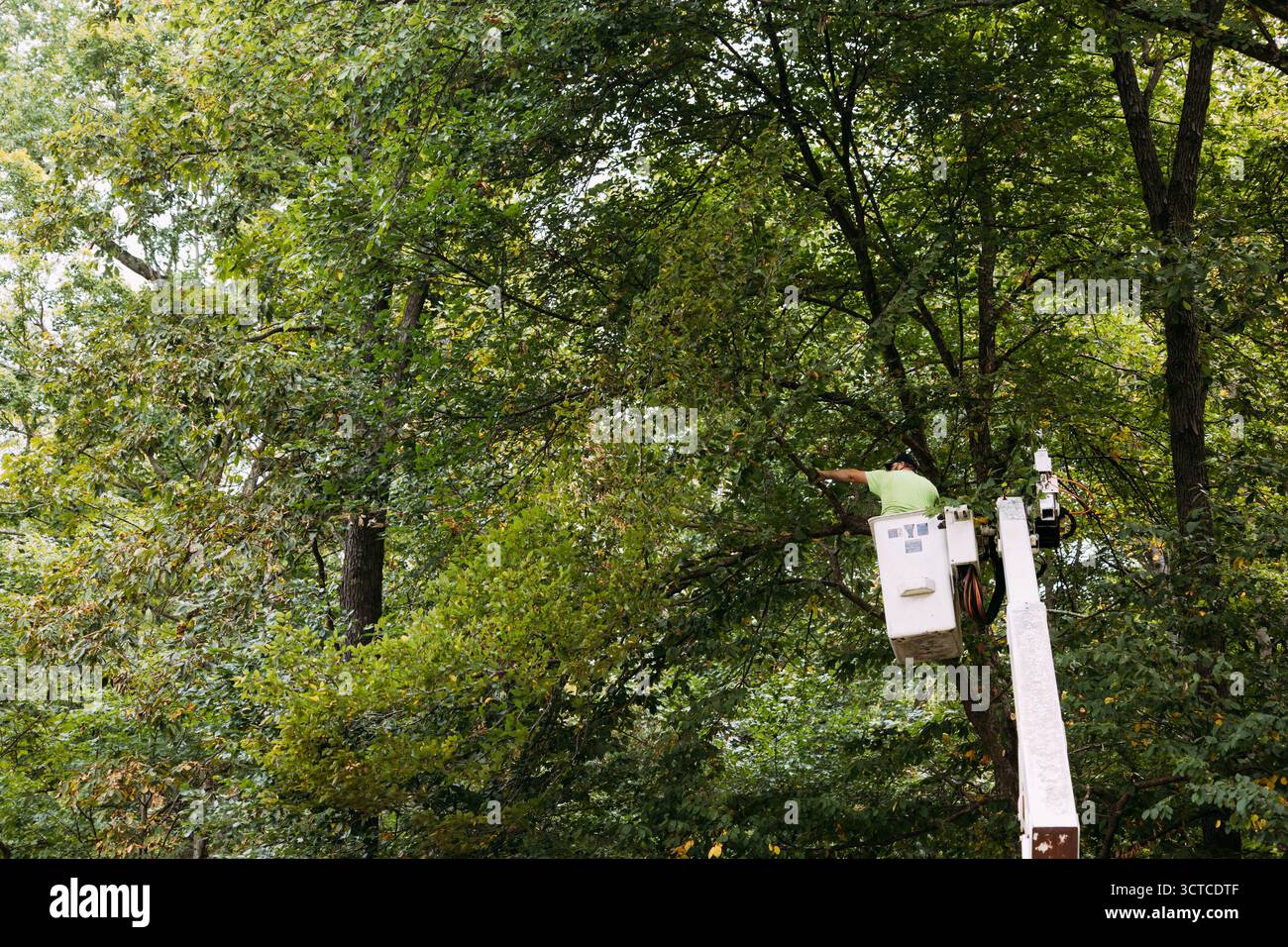 Homme taillant des arbres à partir d'un camion à flèche cueilleuse de cerisiers Banque D'Images