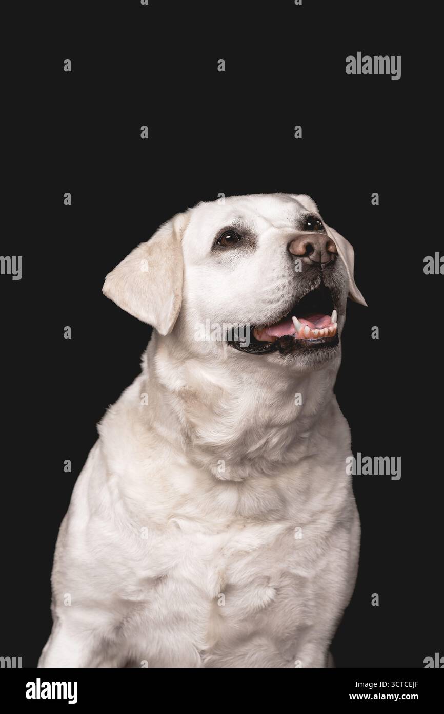 Ancien Labrador blanc Retriever assis pour Studio Photography Banque D'Images Ancien Labrador blanc Retriever assis pour Studio Photography Banque D'Images
