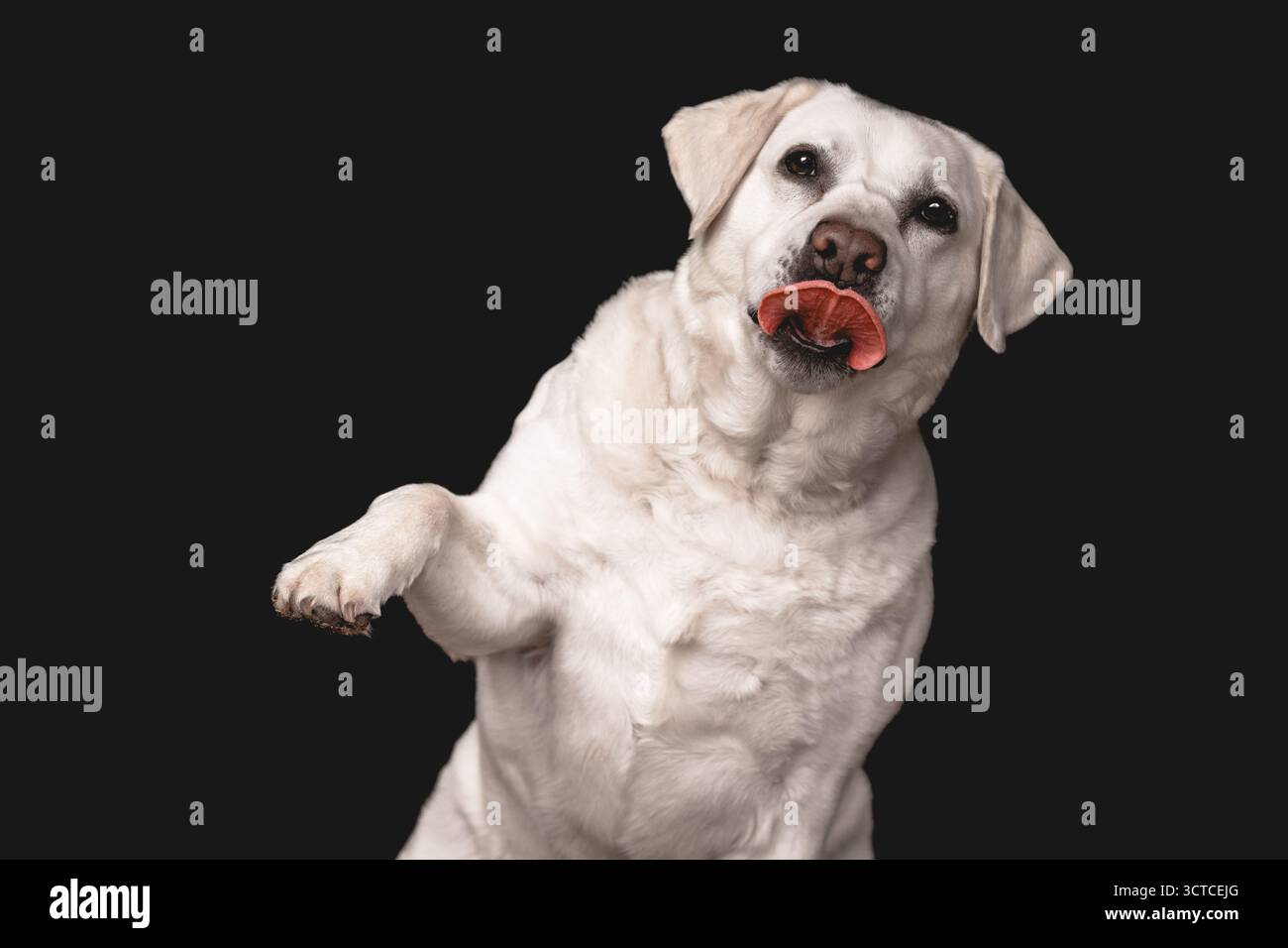 Chien blanc Labrador Retriever mendiant avec langue sortie Banque D'Images Chien blanc Labrador Retriever mendiant avec langue sortie Banque D'Images