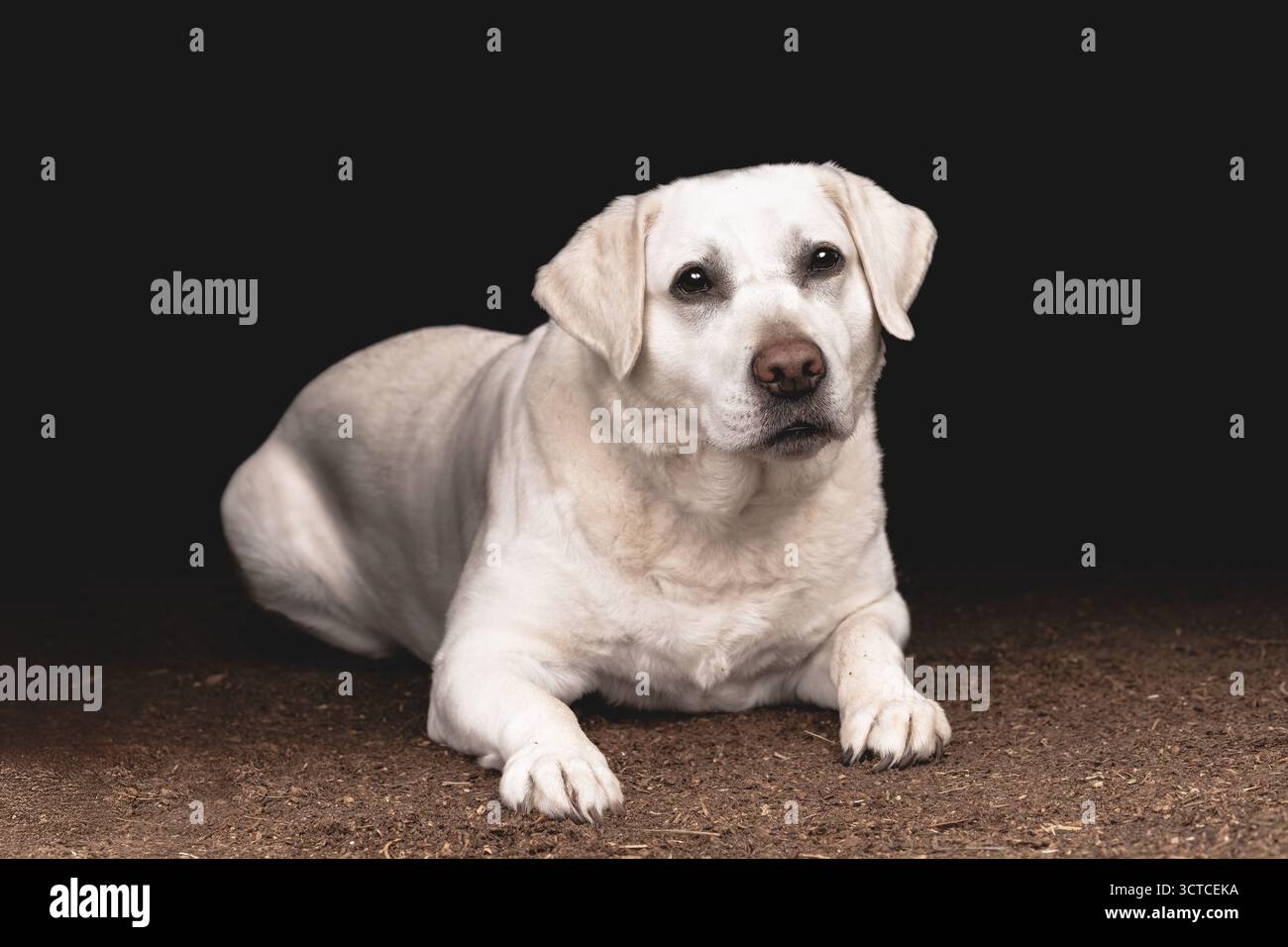 Ancien Labrador blanc Retriever assis pour Studio Photography Banque D'Images Ancien Labrador blanc Retriever assis pour Studio Photography Banque D'Images