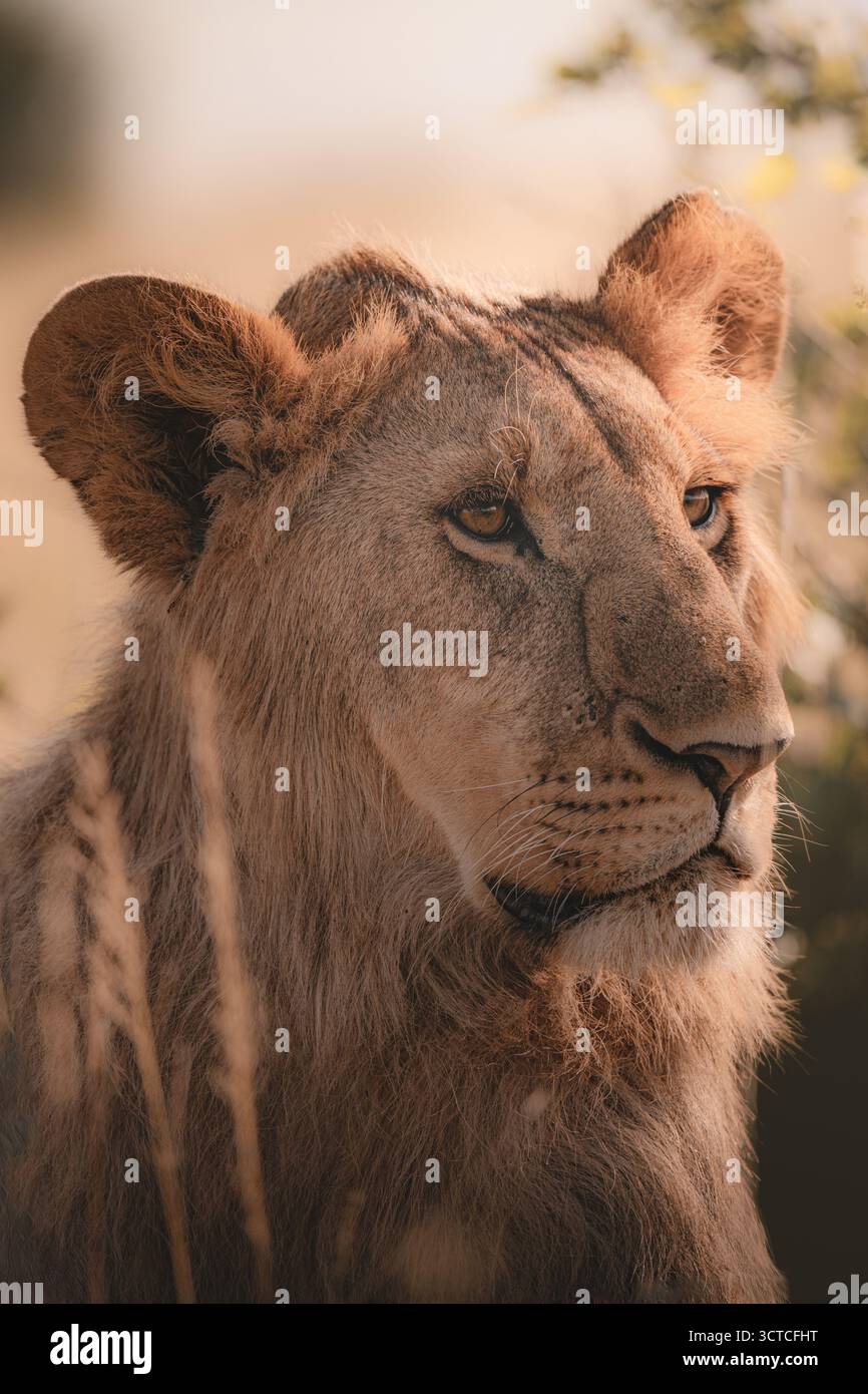Portrait d'un jeune lion mâle dans la nature Banque D'Images
